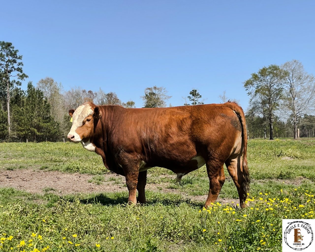 Sales and Classifieds | The Fullblood Simmental Fleckvieh Federation