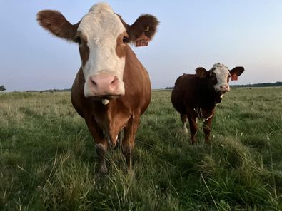 Fleckvieh cattle in pasture