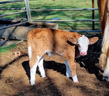 Fleckvieh calf