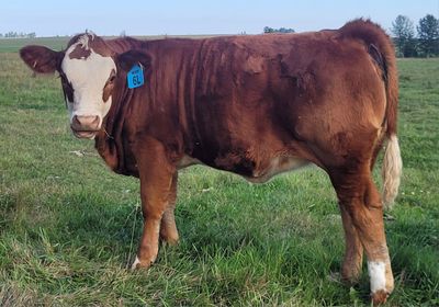 Fleckvieh cow