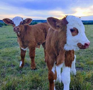 Fleckvieh cattle in pasture