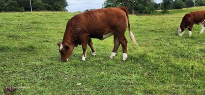 Fleckvieh cow