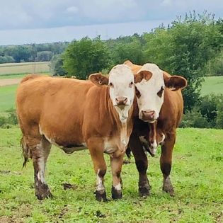Fleckvieh cattle in pasture