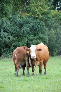 Fleckvieh cattle in pasture