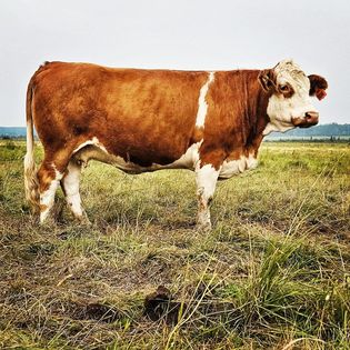 Fleckvieh cow in pasture