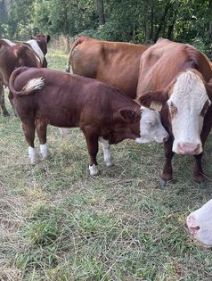 Fleckvieh cattle in pasture
