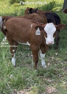 Fleckvieh cattle in pasture