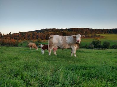 Fleckvieh cattle in pasture