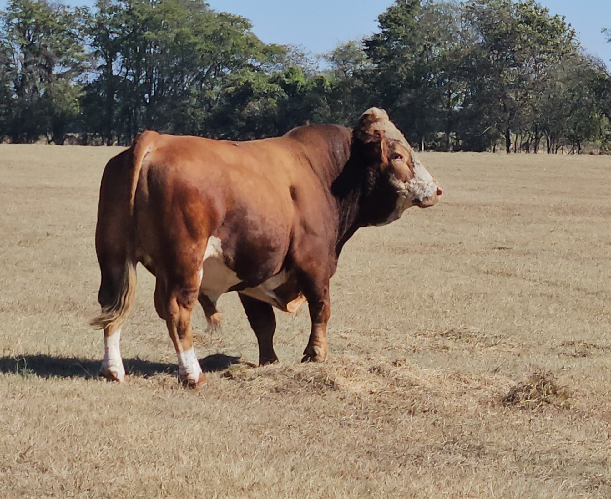 Fleckvieh cow