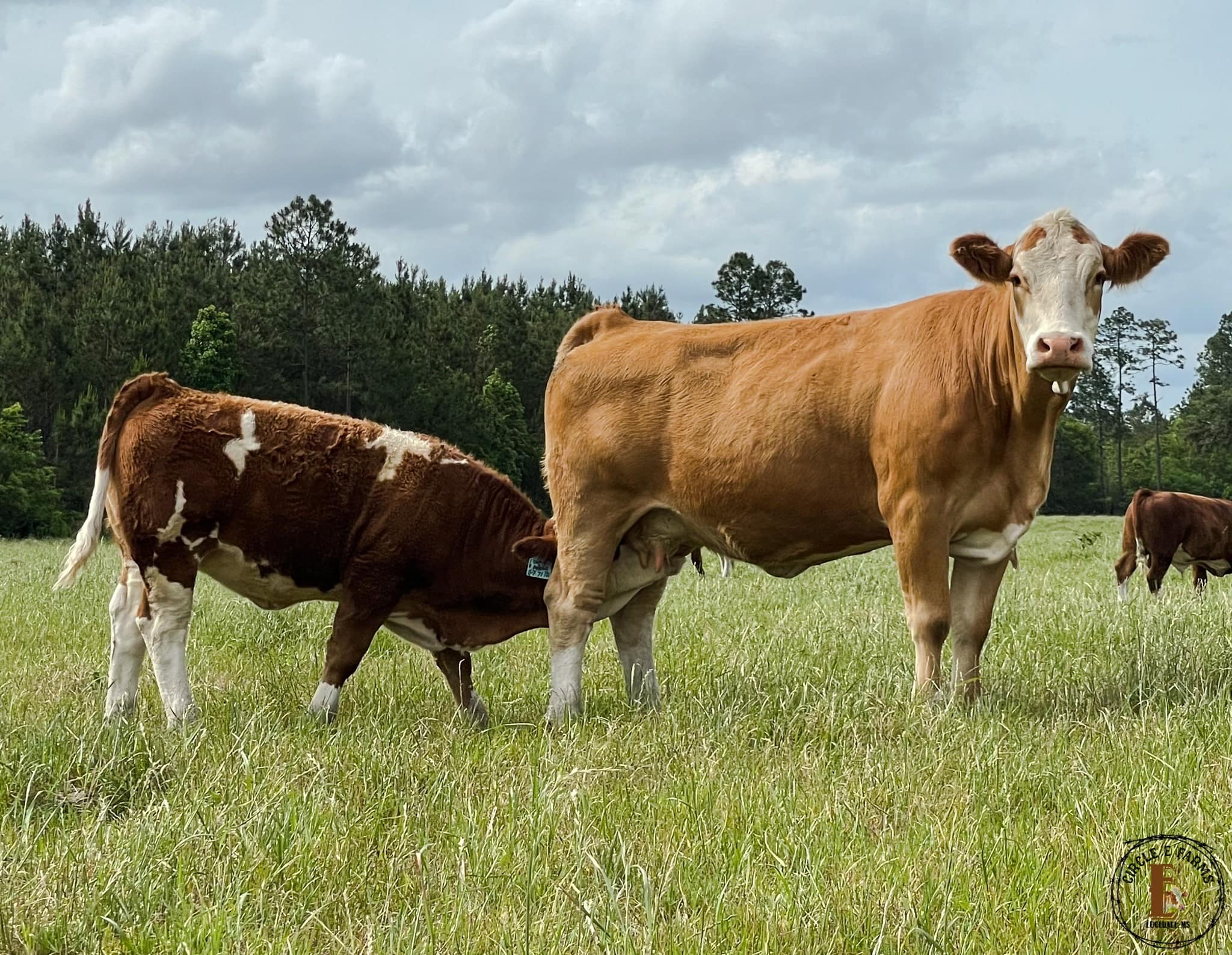Fleckvieh cattle in pasture