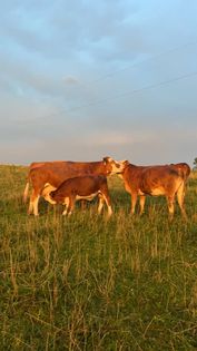 Fleckvieh cattle in pasture