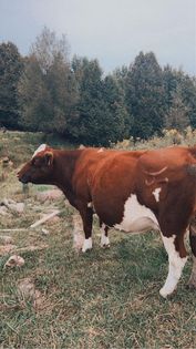 Fleckvieh cow