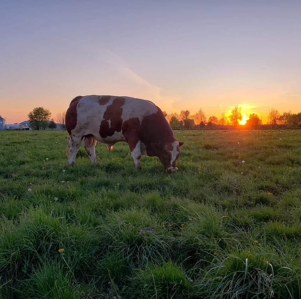 Fleckvieh cow eating grass at sunset