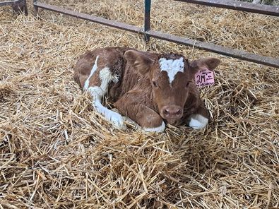 Fleckvieh calf in pen