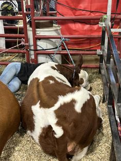 Fleckvieh cattle in pen