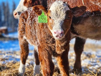 Fleckvieh calf