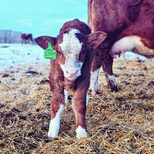 Fleckvieh calf