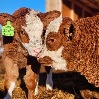 Fleckvieh calves touching noses