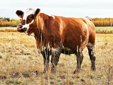 Fleckvieh cow