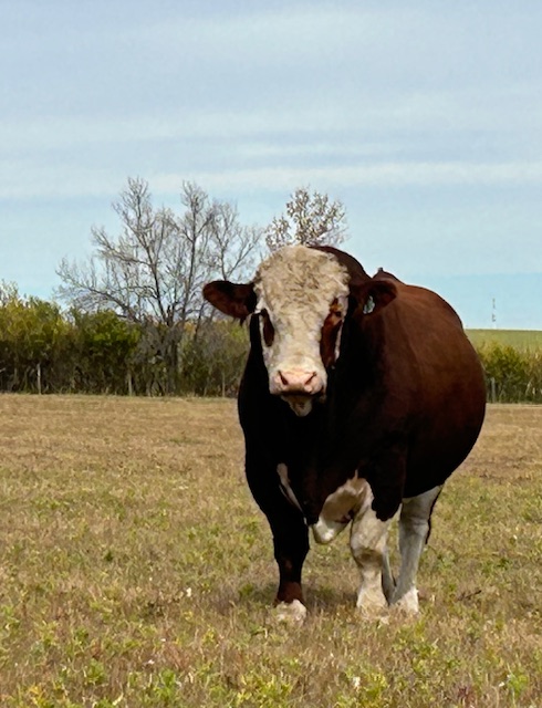 Fleckvieh cow