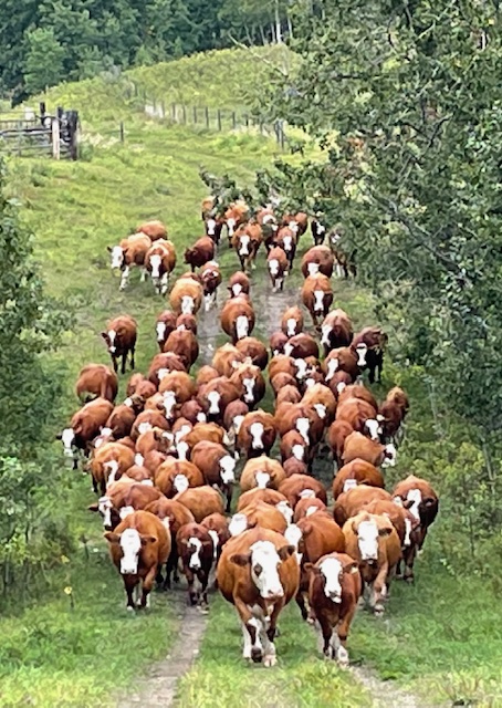 Fleckvieh cattle coming down hill