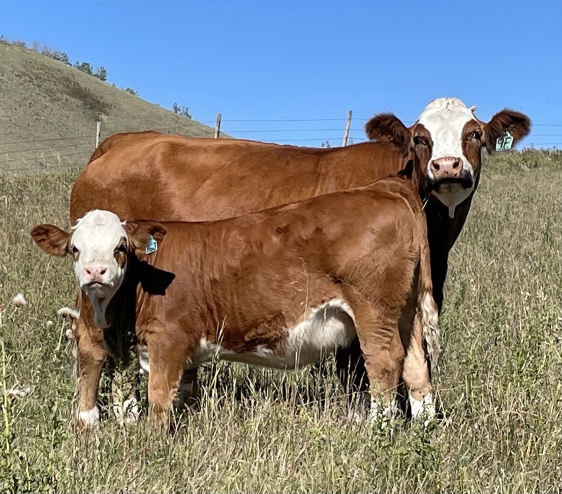 Fleckvieh cattle in pasture