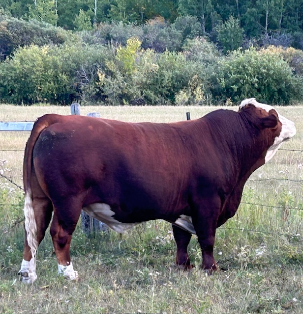 Fleckvieh cow in pasture