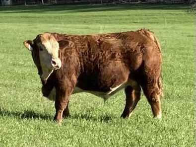 Fleckvieh cow in pasture