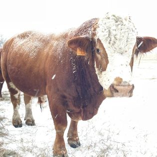 Fleckvieh cow in snow