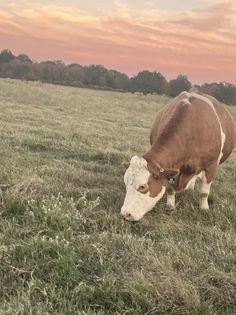 Fleckvieh cow eating grass