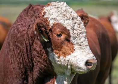 Close-up image of Fleckvieh cow