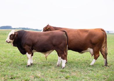 Fleckvieh cattle in pasture