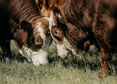 Fleckvieh cattle eating grass