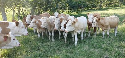 Fleckvieh cattle in pasture