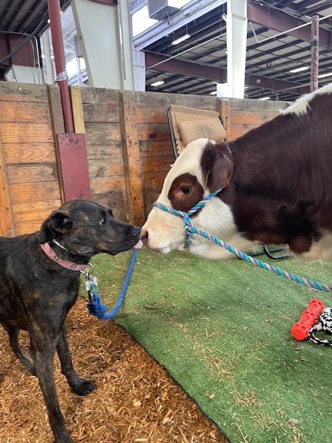 Cow touching noses with dog