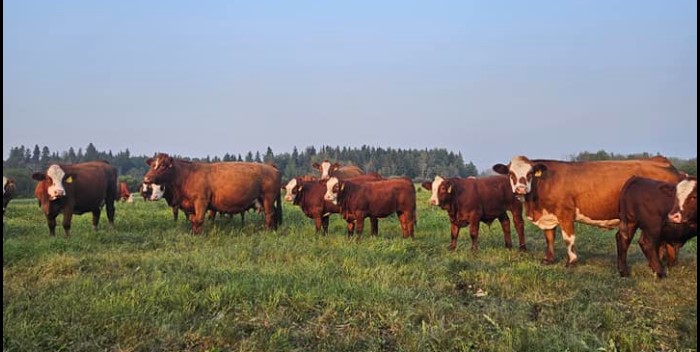 XRC Simmentals