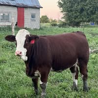 Bovey Family Farms