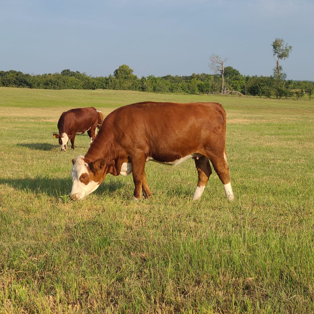 Nubbin Ridge Farm
