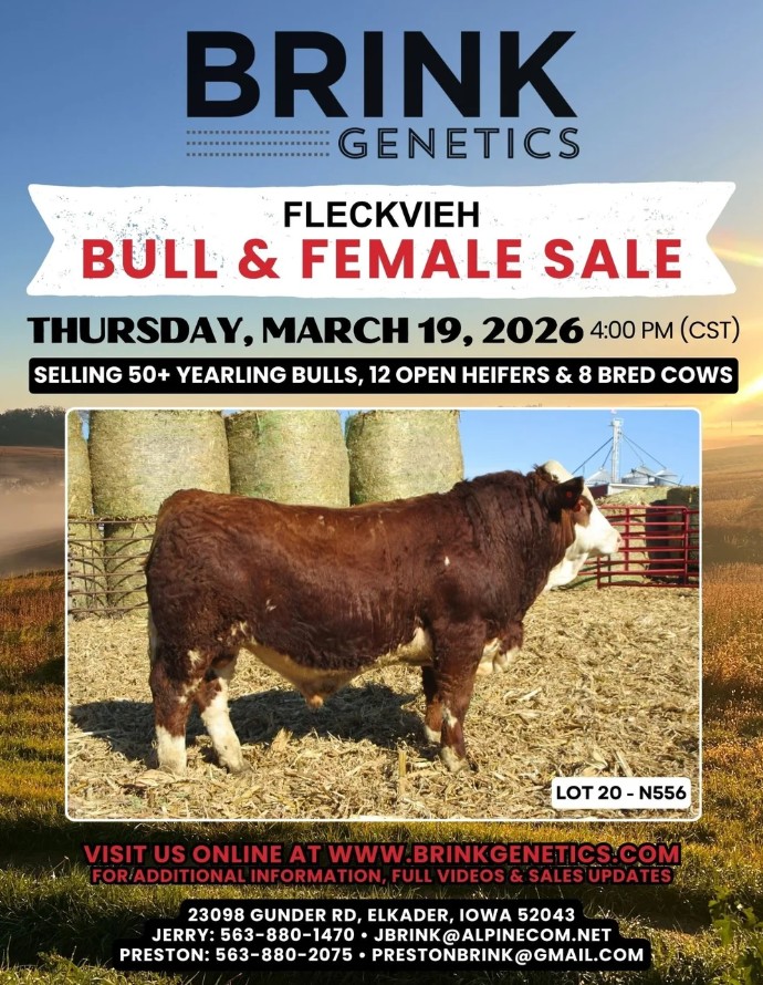 brink genetics bull & female sale
