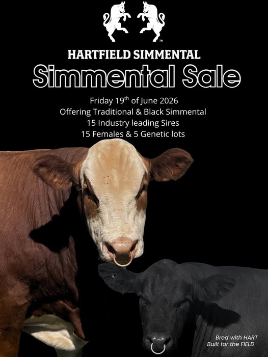 hartfield simmental sale
